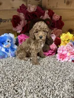 Akc Tony, a male Poodle - Toy  for sale in Cub Run, KY – Photo 3 of 4