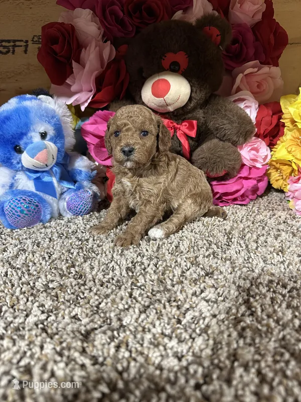 Akc Tony – Poodle - Toy  puppy for sale in Cub Run, KY