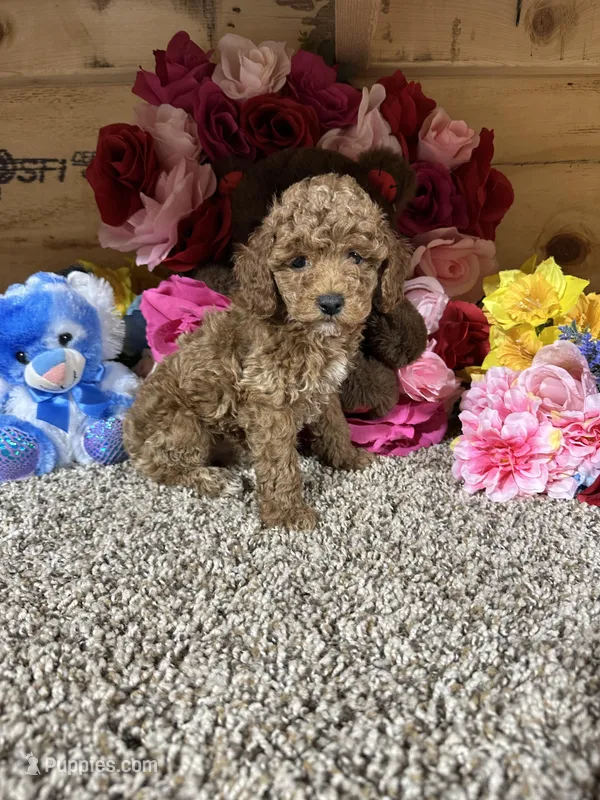 Akc Tony – Poodle - Toy  puppy for sale in Cub Run, KY