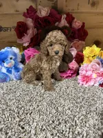 Akc Tony, a male Poodle - Toy  for sale in Cub Run, KY – Photo 1 of 4