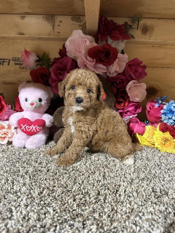 Rita – Poodle - Toy  puppy for sale in Cub Run, KY