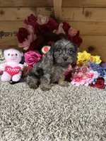 Gloria, a female Cavapoo for sale in Cub Run, KY – 2 of 4