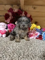 Gloria, a female Cavapoo for sale in Cub Run, KY – 4 of 4