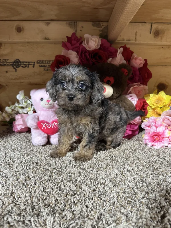 Gloria, a female Cavapoo for sale in Cub Run, KY – 1 of 4