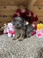 Gloria, a female Cavapoo for sale in Cub Run, KY – 1 of 4