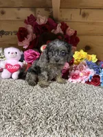 Gloria, a female Cavapoo for sale in Cub Run, KY – 3 of 4