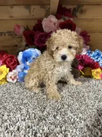 Akc Harper, a male Poodle - Toy  for sale in Cub Run, KY – 4 of 4