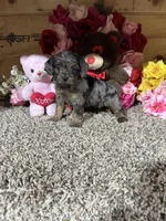 Gloria, a female Cavapoo for sale in Cub Run, KY – Photo 5 of 5