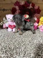 Gloria, a female Cavapoo for sale in Cub Run, KY – Photo 2 of 5