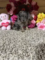 Gloria, a female Cavapoo for sale in Cub Run, KY – Photo 4 of 5