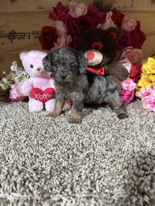 Gloria – Cavapoo puppy for sale in Cub Run, KY