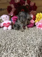 Gloria, a female Cavapoo for sale in Cub Run, KY – Photo 3 of 5