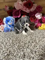 Riley, a male Boston Terrier for sale in Cub Run, KY – 2 of 4