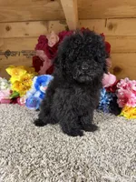 Ace, a male Poodle - Miniature  for sale in Cub Run, KY – Photo 2 of 4