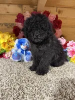 Ace, a male Poodle - Miniature  for sale in Cub Run, KY – Photo 1 of 4