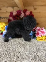 Ace, a male Poodle - Miniature  for sale in Cub Run, KY – Photo 3 of 4