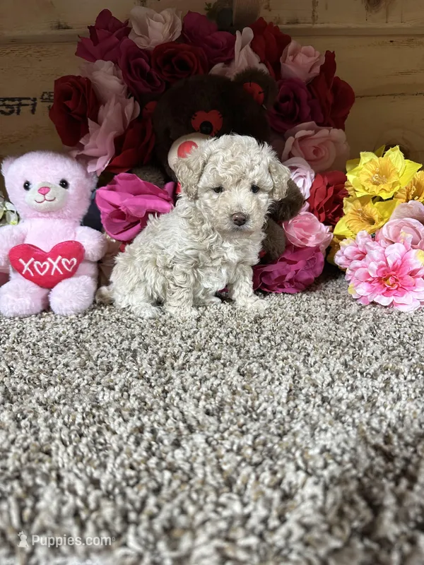 Akc Angel  – Poodle - Toy  puppy for sale in Cub Run, KY