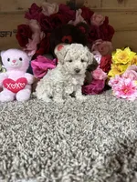 Akc Angel , a female Poodle - Toy  for sale in Cub Run, KY – Photo 1 of 4