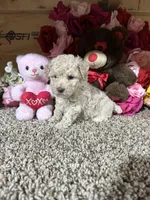 Akc Angel , a female Poodle - Toy  for sale in Cub Run, KY – Photo 2 of 4