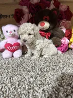 Akc Angel , a female Poodle - Toy  for sale in Cub Run, KY – Photo 4 of 4