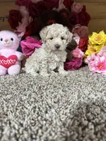 Akc Angel , a female Poodle - Toy  for sale in Cub Run, KY – Photo 3 of 4