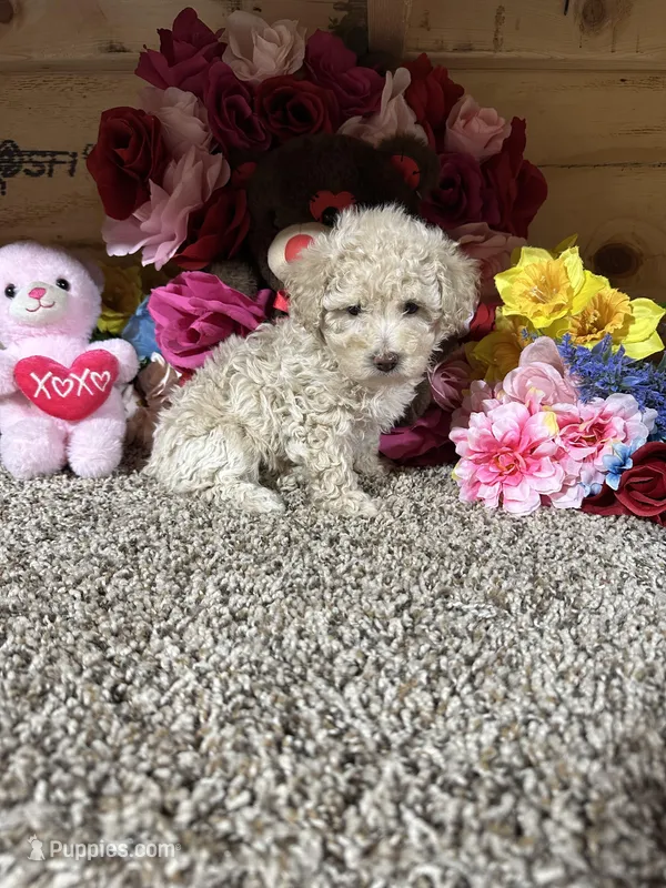 Akc Angel  – Poodle - Toy  puppy for sale in Cub Run, KY