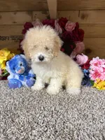 Rex, a male Poodle - Miniature  for sale in Cub Run, KY – Photo 2 of 4