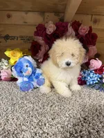 Rex, a male Poodle - Miniature  for sale in Cub Run, KY – Photo 1 of 4