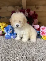 Rex, a male Poodle - Miniature  for sale in Cub Run, KY – Photo 4 of 4