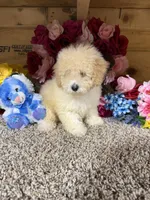 Rex, a male Poodle - Miniature  for sale in Cub Run, KY – Photo 3 of 4