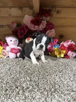 Lexi Anne, a male Boston Terrier for sale in Cub Run, KY – 4 of 5