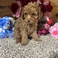 Akc Romeo, a male Poodle - Toy  for sale in Cub Run, KY – Photo 4 of 5