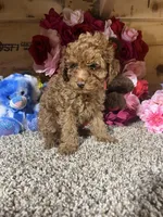 Akc Romeo, a male Poodle - Toy  for sale in Cub Run, KY – Photo 4 of 5