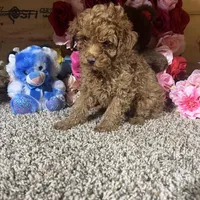 Akc Romeo, a male Poodle - Toy  for sale in Cub Run, KY – Photo 3 of 5