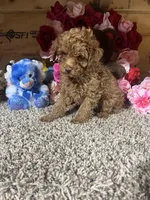 Akc Romeo, a male Poodle - Toy  for sale in Cub Run, KY – Photo 3 of 5