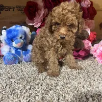 Akc Romeo, a male Poodle - Toy  for sale in Cub Run, KY – Photo 2 of 5