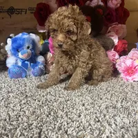 Akc Romeo, a male Poodle - Toy  for sale in Cub Run, KY – Photo 5 of 5