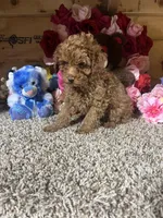 Akc Romeo, a male Poodle - Toy  for sale in Cub Run, KY – Photo 5 of 5