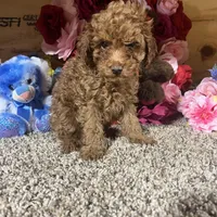 Akc Romeo, a male Poodle - Toy  for sale in Cub Run, KY – Photo 1 of 5