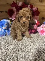Akc Romeo, a male Poodle - Toy  for sale in Cub Run, KY – Photo 1 of 5