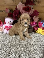 Rita, a female Poodle - Toy  for sale in Cub Run, KY – 2 of 4