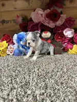 Sosa, a male Boston Terrier for sale in Cub Run, KY – 2 of 6