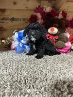 Rowdy, a male Cavapoo for sale in Cub Run, KY – Photo 1 of 4