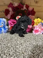 Rowdy, a male Cavapoo for sale in Cub Run, KY – Photo 4 of 4