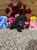 Rowdy, a male Cavapoo for sale in Cub Run, KY – Photo 3 of 4