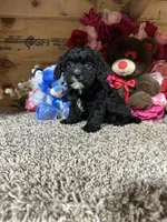 Rowdy, a male Cavapoo for sale in Cub Run, KY – Photo 2 of 4