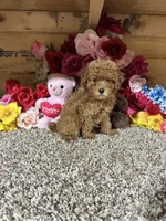 Akc Haley, a female Poodle - Toy  for sale in Cub Run, KY – 5 of 5