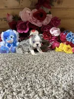 Sosa, a male Boston Terrier for sale in Cub Run, KY – 5 of 6