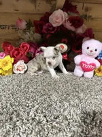 Rosie, a female Boston Terrier for sale in Cub Run, KY – 5 of 5