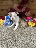 Leo, a male Boston Terrier for sale in Cub Run, KY – 3 of 6